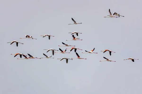 stock image A flock of storks flying over sunlit clear sky background