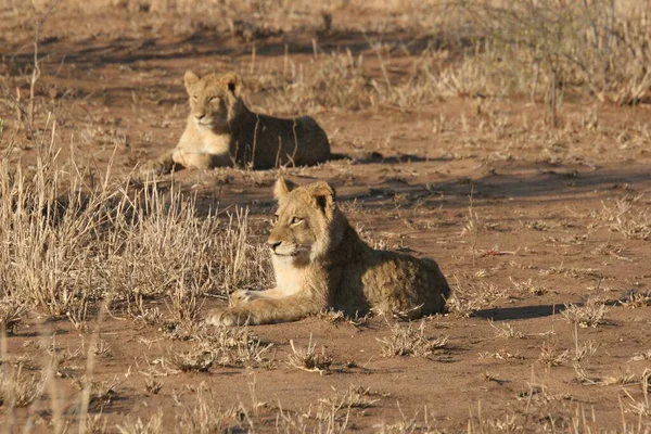 Ένα Κοντινό Πλάνο Των Λιονταριών Ulusaba Στο Sabi Sands Νότια — Φωτογραφία Αρχείου