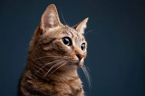 濃い緑色の背景にかわいい茶色のアジアのタビー猫の肖像画 — ストック写真