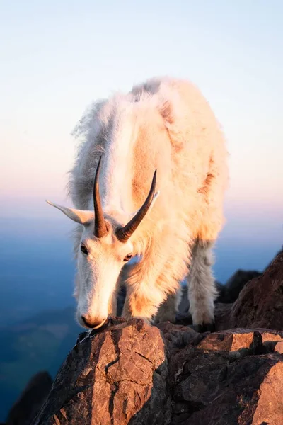 Tiro Vertical Uma Cabra Montanha Montanhas Rochosas Durante Pôr Sol — Fotografia de Stock