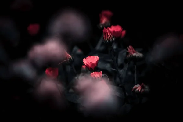 Eine Schöne Rote Blume Voller Blüte Vor Dunklem Hintergrund — Stockfoto