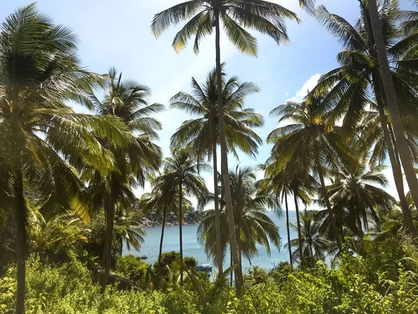 Palm Trees Lush Green Shore Tropical Island Blue Cloudy Sky — Stock Photo, Image