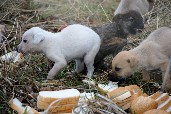 The cute puppies eating bread in a forest