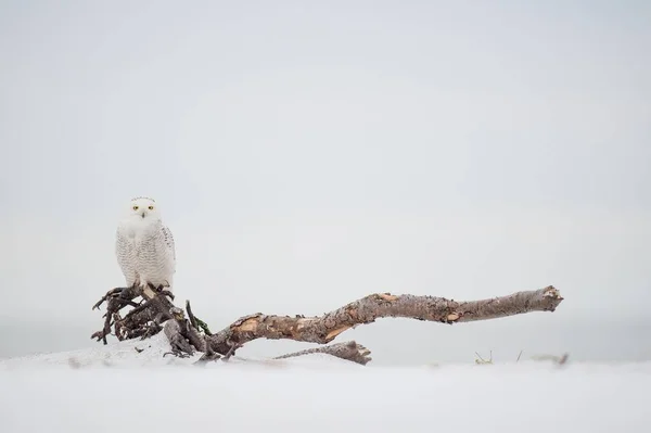 Snowy Owl Perched Driftwood Soft Overcast Snowy Field — Stock Photo, Image