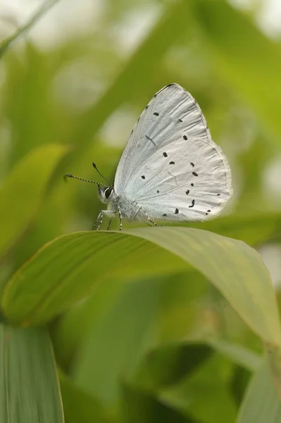 Una Macro Toma Una Mariposa Azul Acebo Sobre Una Hoja — Foto de Stock