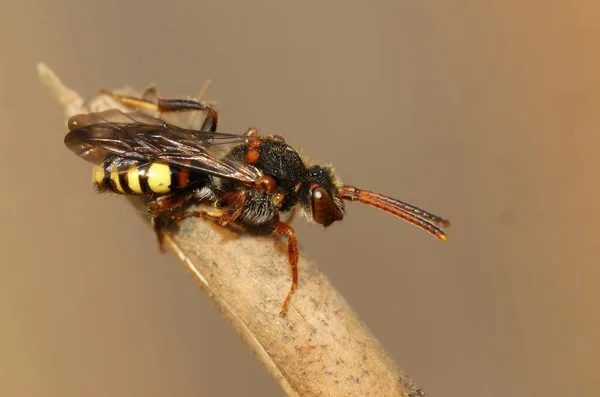 Ett Makro Skott Nomad Bee Pinne Mot Brun Bakgrund — Stockfoto