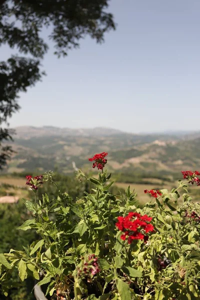 Una Vertical Flores Kalanchoe Blossfeldiana Fondo Las Montañas — Foto de Stock
