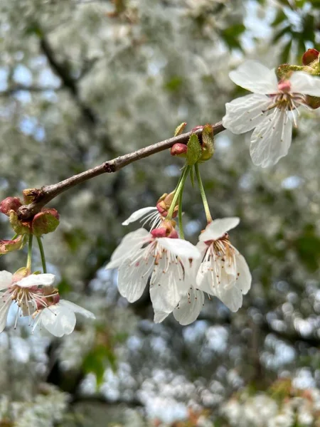 Gros Plan Vertical Des Détails Sur Floraison Des Fleurs Cerisier — Photo