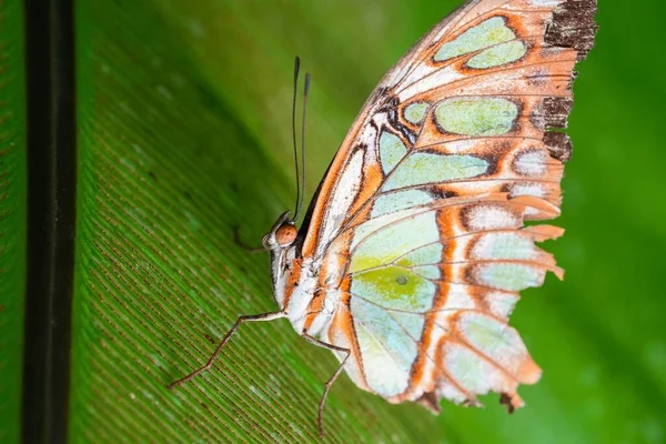 Macro Scatto Una Bellissima Farfalla Motivi Luminosi Una Pianta — Foto Stock