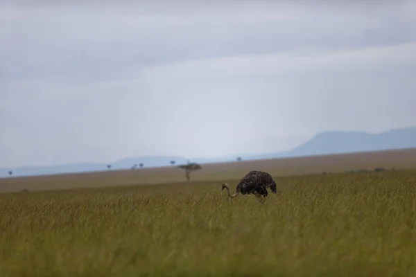 Kenya Masai Mara Sarı Tarlada Yürüyen Bir Devekuşu — Stok fotoğraf