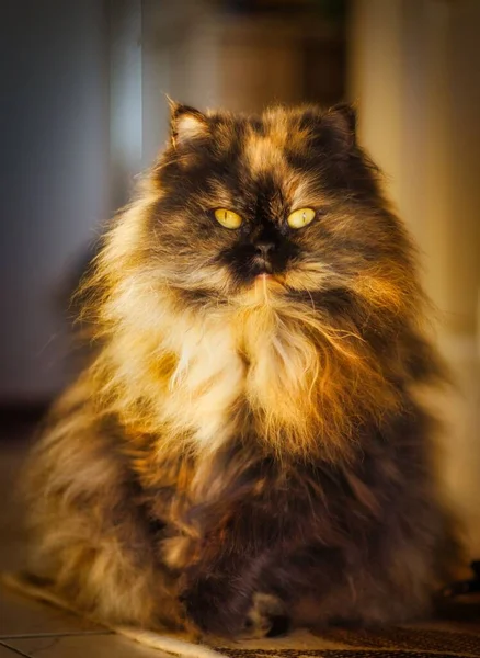毛茸茸的色彩艳丽的猫的垂直特写 眼睛闪闪发光 — 图库照片