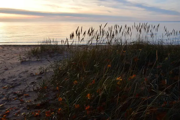 背景に穏やかな海が広がる砂浜に黄色の落ち葉のビーチグラス — ストック写真