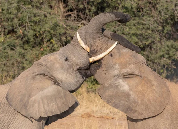 Два Слона Сражаются Стволами Против Плотного Дерева Солнечный День Южной — стоковое фото