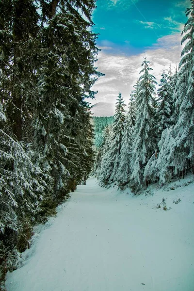 Kış Manzarasının Dikey Görüntüsü Dar Yolu Mavi Gökyüzünün Altında Beyaz — Stok fotoğraf
