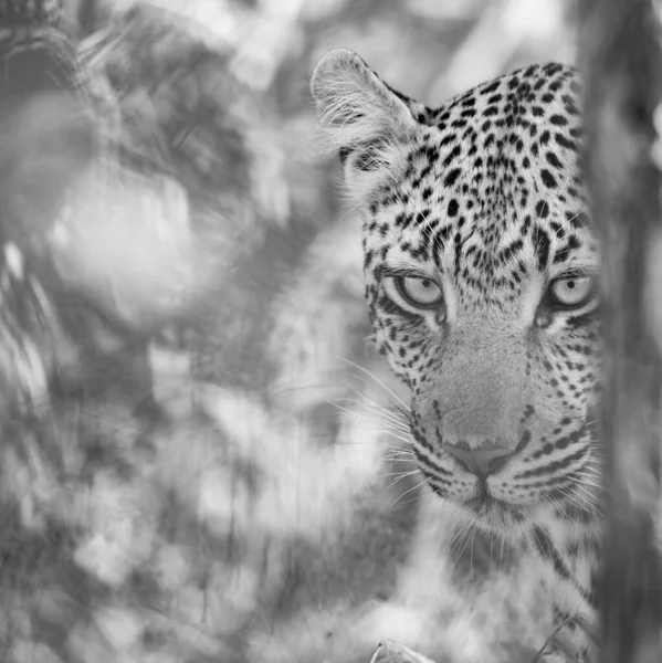 A grayscale shot of a leopard face outside in South Africa