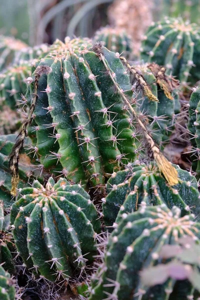 Vertikal Närbild Bild Detaljer Grön Kaktusar — Stockfoto