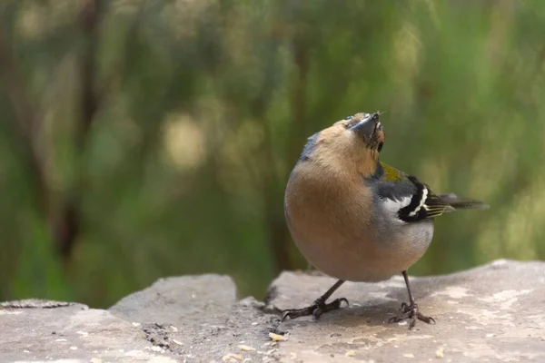 Close Common Chaffinch Fringilla Coelebs Perched Rock Blurred Natural Background — Stock Photo, Image