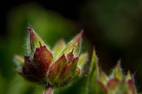 Ένα Ρηχό Πλάνο Εστίασης Των Φυτών Jatropha Gossypifolia Στον Κήπο — Φωτογραφία Αρχείου