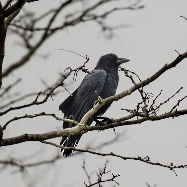 美洲乌鸦 Corvus Brachyrhynchos 栖息在树枝上 — 图库照片