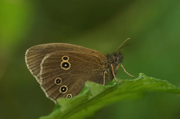 Makro Snímek Motýla Prstence Zeleném Listu — Stock fotografie