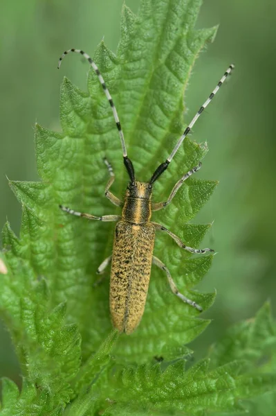 Macro Shot Longhorn Beetle Green Leaf — Stock Photo, Image