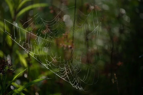Pânză Păianjen Pădurea Verde — Fotografie, imagine de stoc