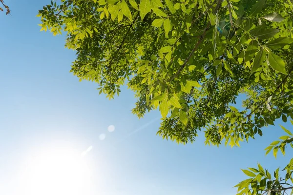 Nízký Úhel Záběru Zelené Větve Stromu Pozadí Modré Oblohy — Stock fotografie