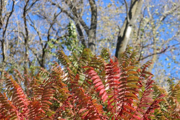 Selektywne Skupienie Krzewów Wynika Czerwonych Zielonych Liści Lesie — Zdjęcie stockowe
