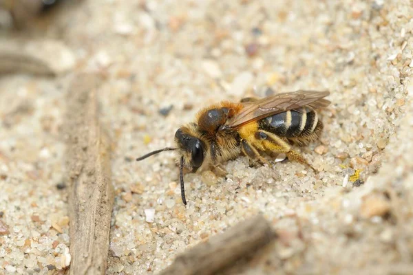 Andrena Dorsata Nın Yakın Çekimi Kısa Fringed Mining Bee — Stok fotoğraf