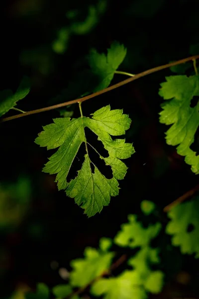 黒の背景に穴のある緑の葉の垂直ショット — ストック写真