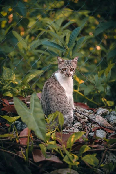 Kucing Siprus Yang Menggemaskan Melihat Kamera Taman Depan Pagar Kawat — Stok Foto