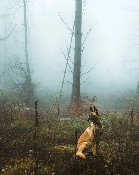 Beautiful Belgian Shepherd Relaxing Dark Forest Surrounded Pale Mist Dead — Stock Photo, Image