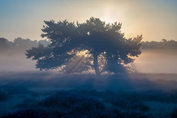 Vacker Bild Träd Silhuetter Ett Dimmigt Fält Solig Himmel — Stockfoto