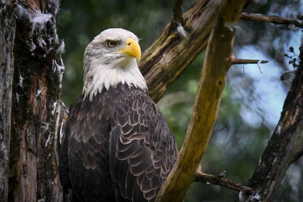 Majestic Bald Eagle Perched Tree Branch Forest — Stock Photo, Image