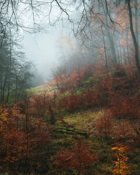 Egy Függőleges Felvétel Egy Gyönyörű Erdőről Ősszel — Stock Fotó