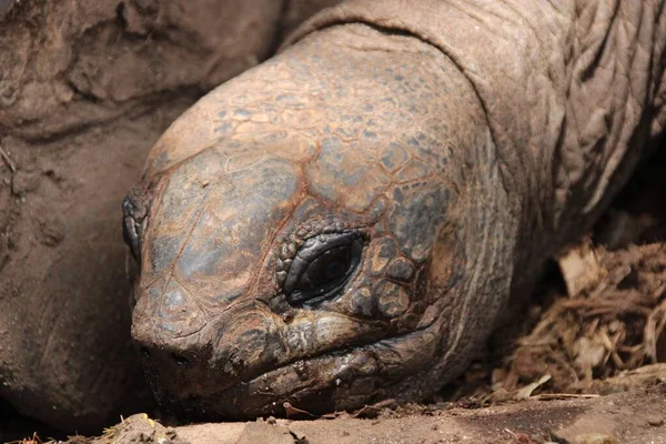 Nahaufnahme Des Gesichts Einer Schildkröte Sansibar Tansania — Stockfoto