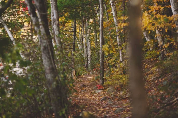 Tiro Ângulo Baixo Uma Bela Floresta Ontário Canadá — Fotografia de Stock
