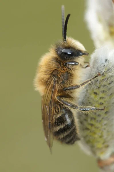 Eine Vertikale Nahaufnahme Einer Männlichen Colletes Cunicularius Biene — Stockfoto