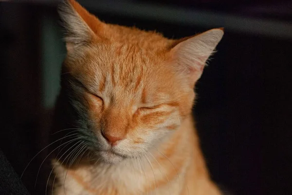 猫は日光に照らされた居心地の良い家でリラックス — ストック写真