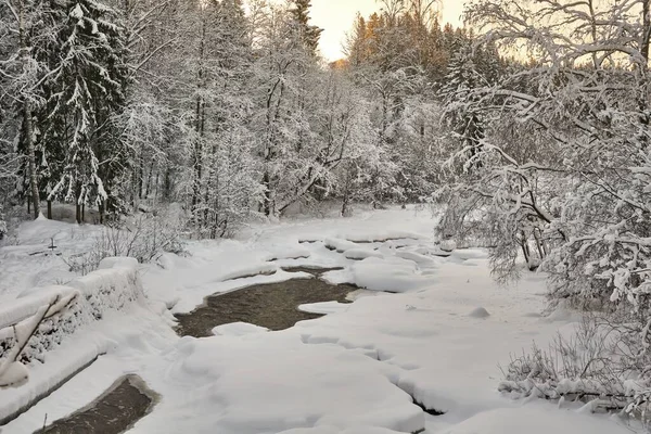 森林结冰了一条河 — 图库照片
