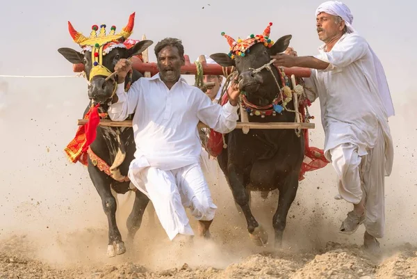 Die Menschen Dorf Punjab Weißer Kleidung Beim Stierkarah Rennen Einem — Stockfoto