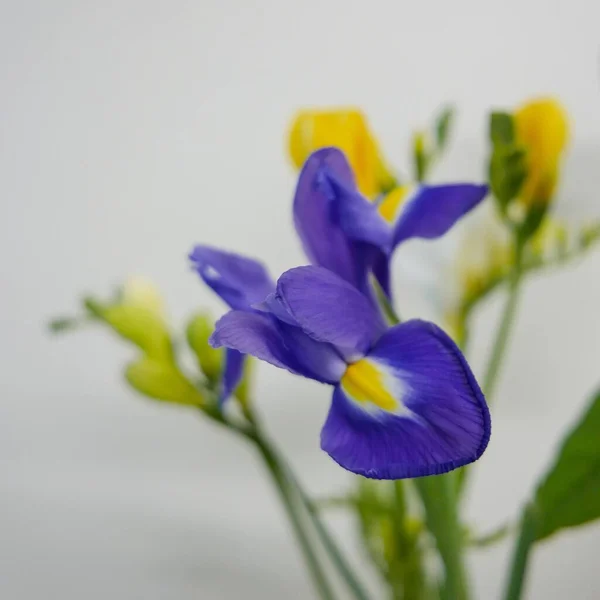 Close Shot Purple Iris Blur — Stock Photo, Image