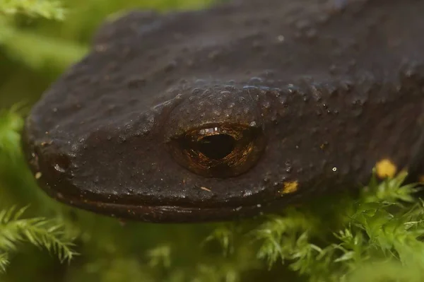 Een Clsoeup Shot Van Kop Van Een Salamander Het Wateroppervlak — Stockfoto