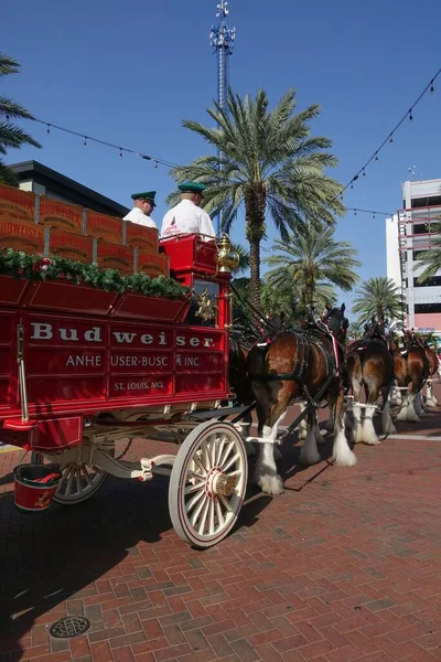 Egy Függőleges Clydesdale Lovak Húzza Budweiser Kocsi Orlando Florida — Stock Fotó