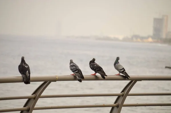 海滩上栖息在栅栏上的鸽子的航拍图 — 图库照片