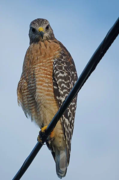 Red Shouldered Hawk Perching Telephone Wire Vertical Shot — Stock Photo, Image