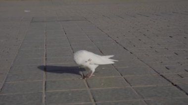 Parkta beyaz güvercin sürüsü