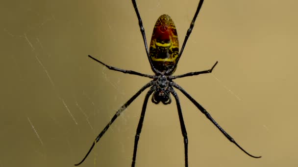 Gros Plan Nephila Comorana Une Espèce Araignée Famille Des Araneidae — Video