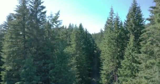 緑豊かな葉を持つ背の高い木の素晴らしい森の空の景色が徐々に上昇 — ストック動画