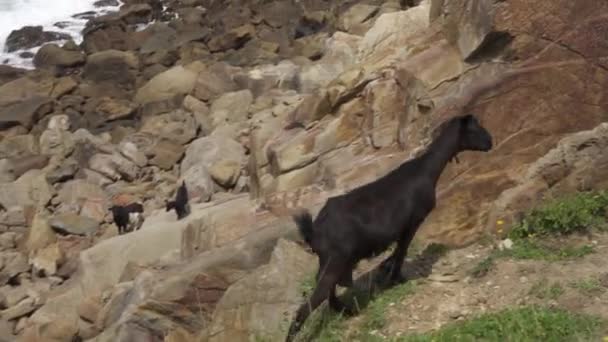 モロッコのスパルテル岬付近の黒いヤギの放牧 — ストック動画